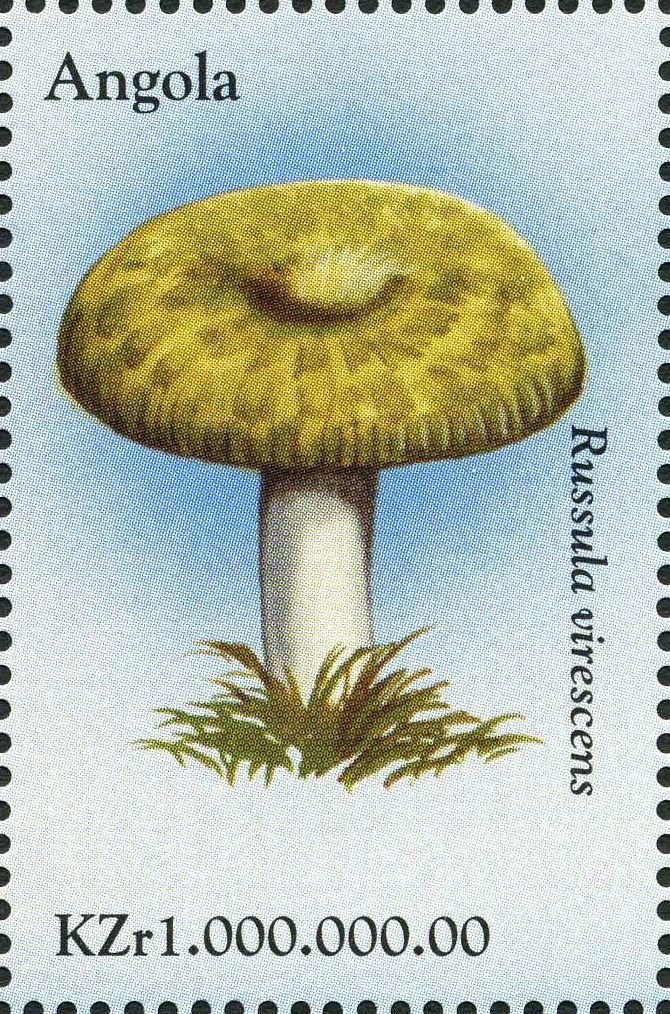 Russula virescens.