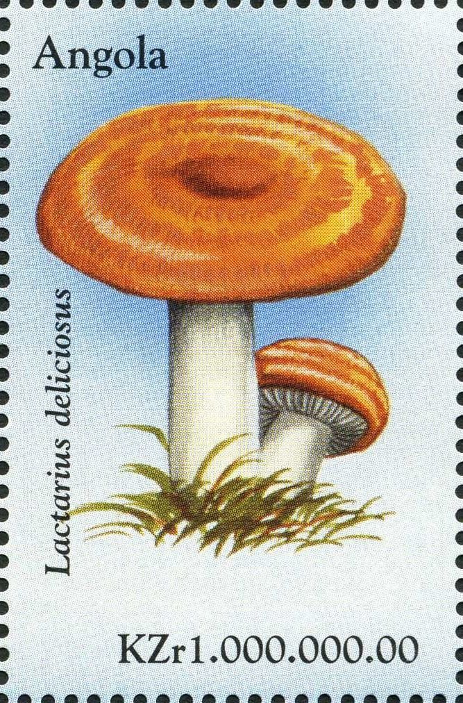 Lactarius deliciosus.