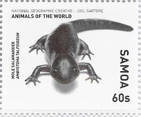 Mole Salamander