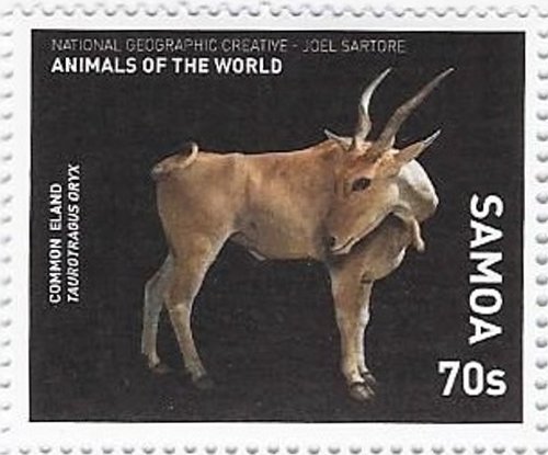 Common Eland