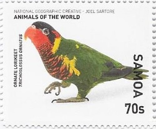 Ornate Lorikeet