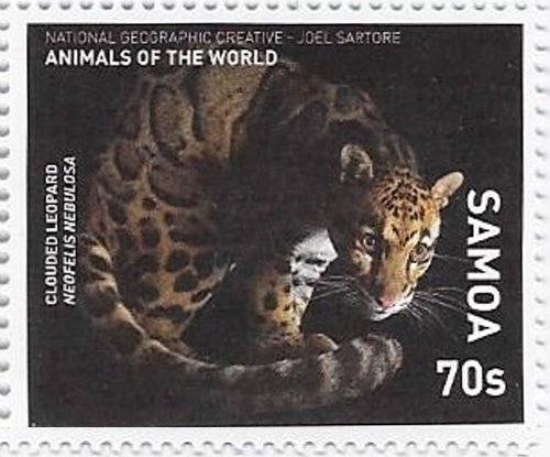 Clouded Leopard