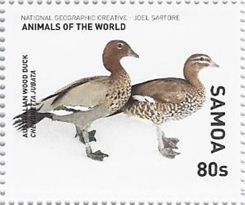 Australian Wood Duck