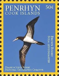 Stamp, Brown Bobby (Sula leucogaster), Penrhyn,  , Birds