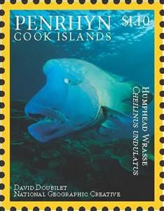 Stamp, Humphead Wrasse (Cheilinus undulatus), Penrhyn,  