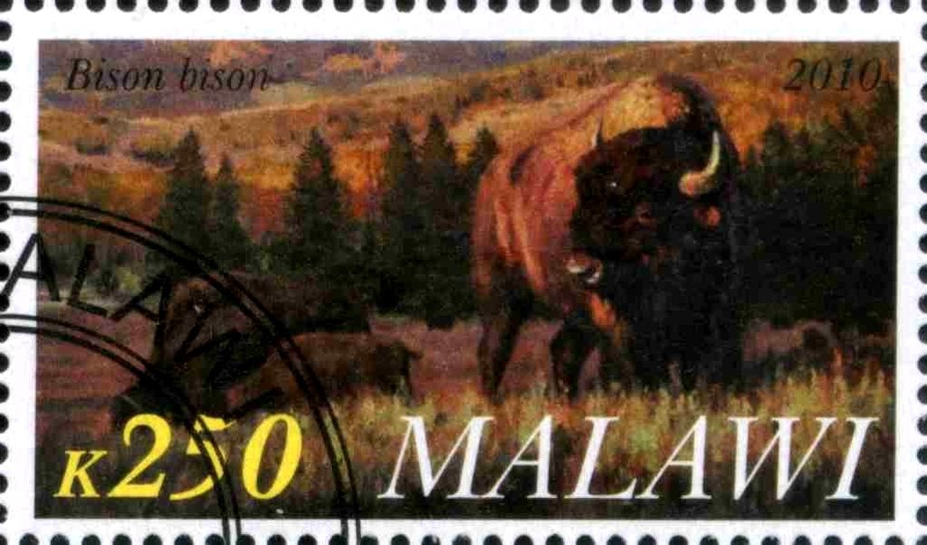 Bison bison