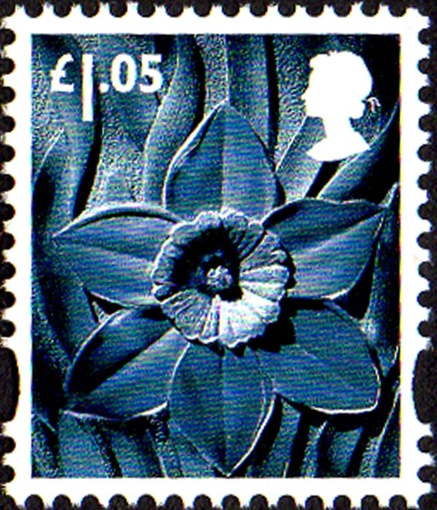 Wales - Daffodil