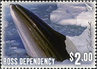 Kim Westerskov - Minke Whale (Balaenoptera sp.)