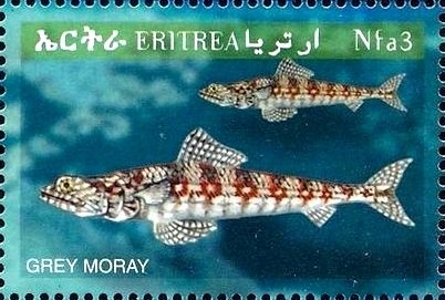 Stamp, Zingel zingel, Eritrea,  , Fishes, Sea Life