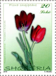 Stamp, Tulipa kosovarica, Albania,  , Plants (Flora)