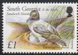 Grey-manteled albatross (Phoebetria palpebrata)
