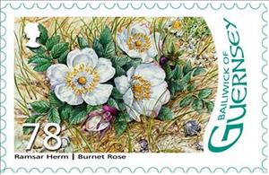 Stamp, Burnet rose, Guernsey,  , Flowers, Plants (Flora), Roses