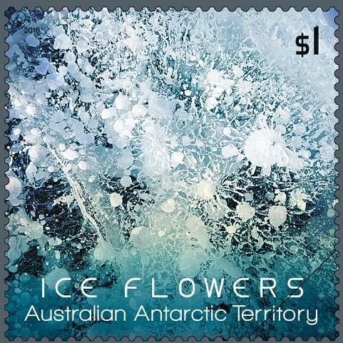 Light-blue Ice Flower