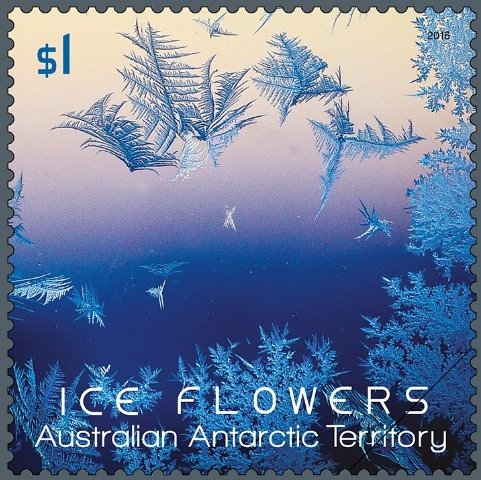 Purple-blue Ice Flower