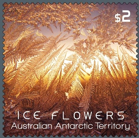 Orange Ice Flower