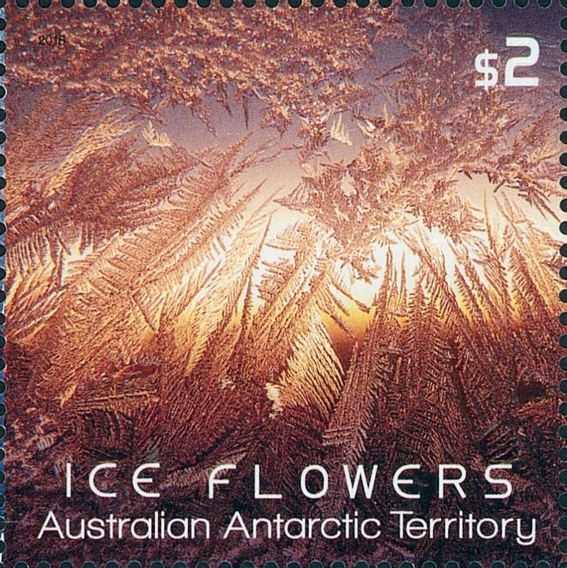 Orange Ice Flower with clear foil