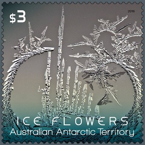 Grey-green Ice Flower
