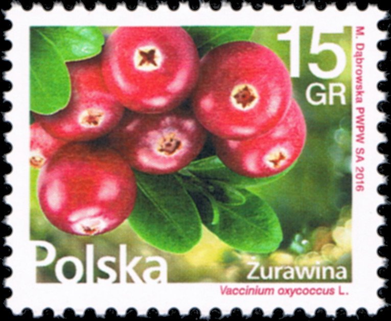 Small cranberry (Vaccinium oxycoccus)