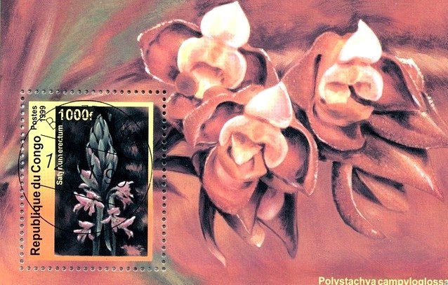 Satyrium erectum