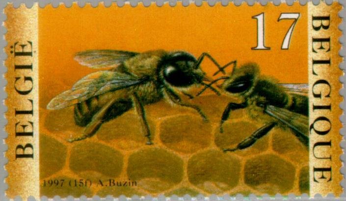 Honey Bee (Apis mellifica)