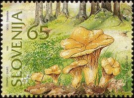 Mushrooms