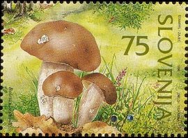 Mushrooms