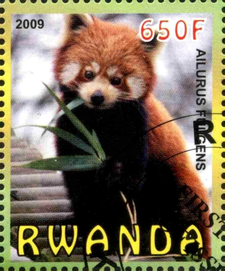 Red Panda