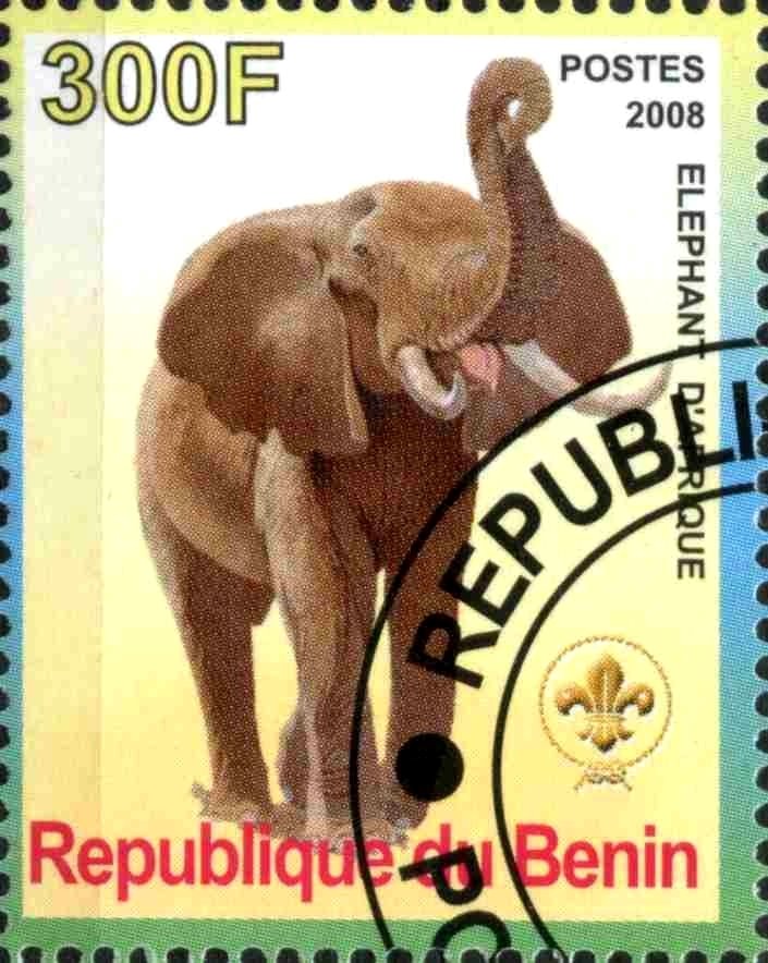 Elephants d'afrique