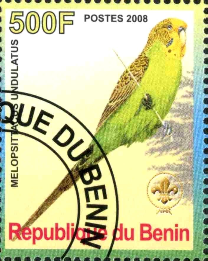 Melopsittacos undulatus