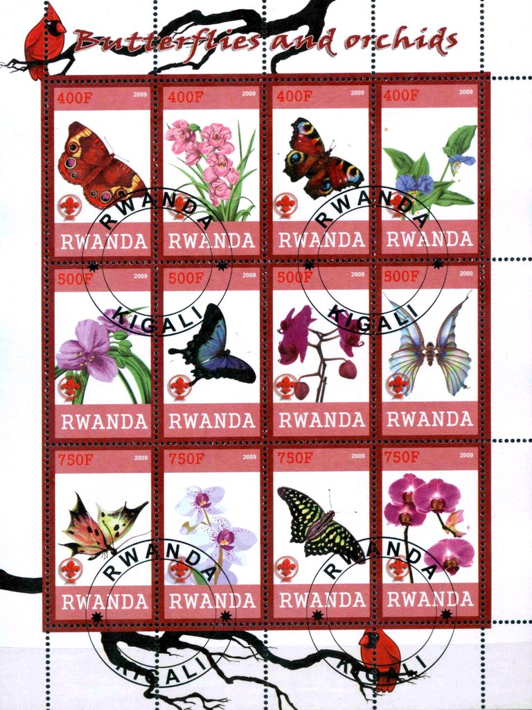 Butterflies and orchids