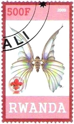 Butterfly