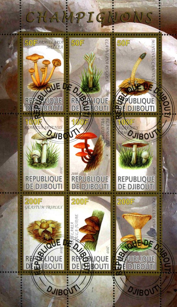 Champingnons