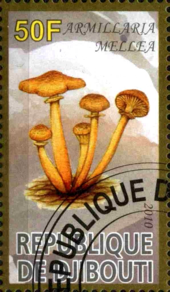 Armillaria Mellea