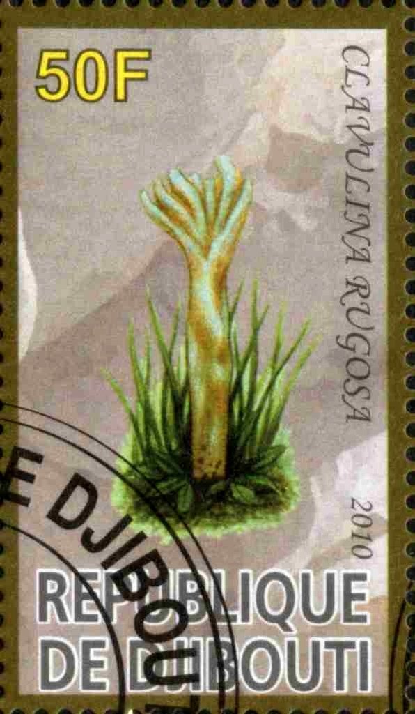 Clavulina Rugosa
