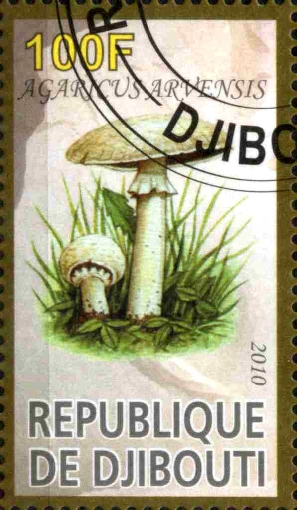 Agaricus Arvensis