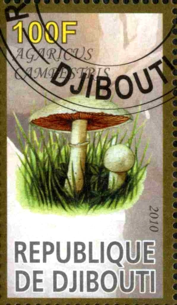 Agaricus Campestris