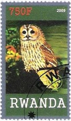 Birds of prey