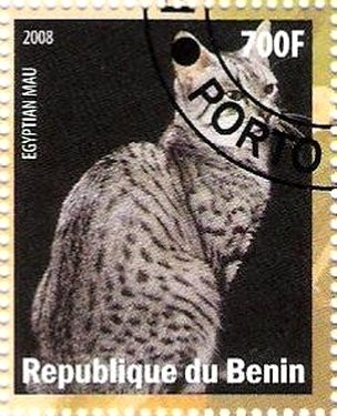 Egyptian mau