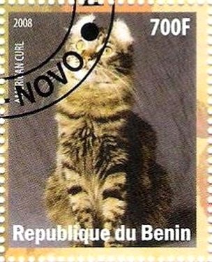 American curl