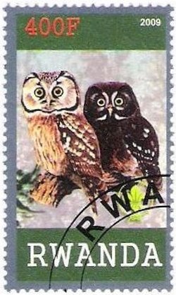 Birds of prey