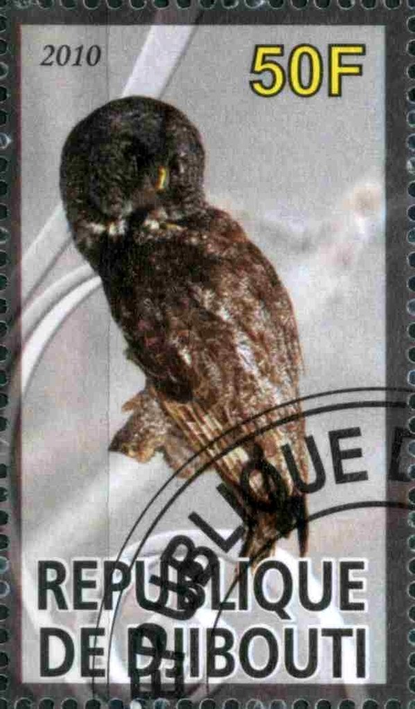 Owl