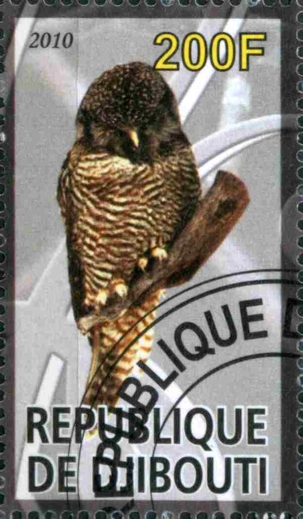 Owl