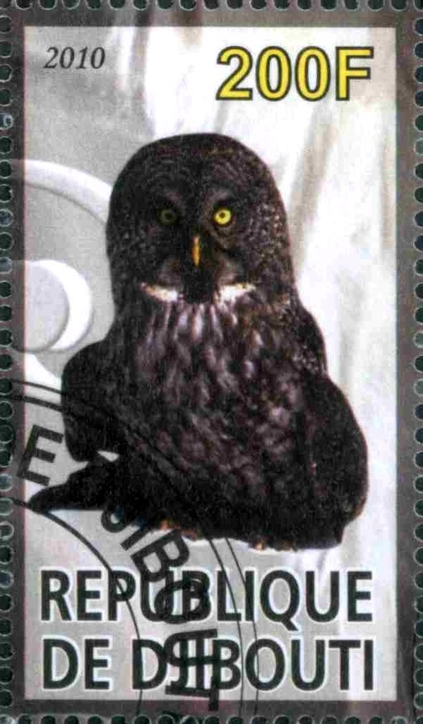 Owl