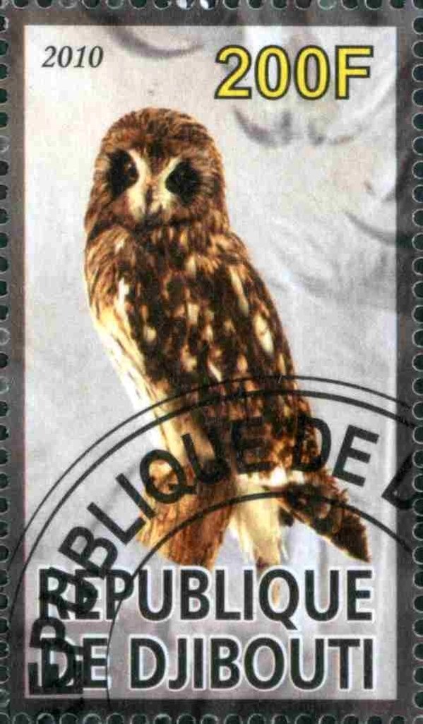 Owl