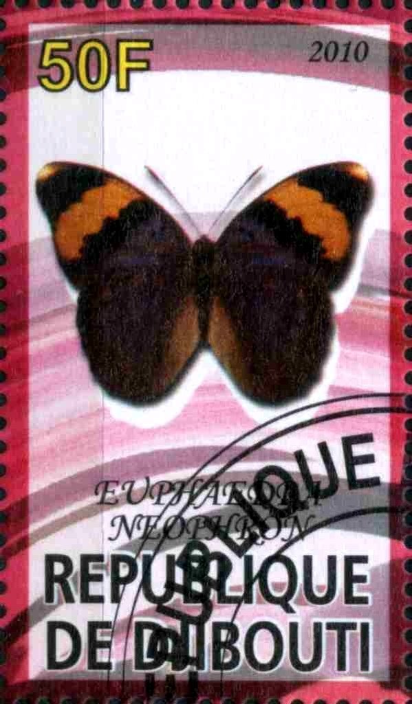 Euphaedra Neophron