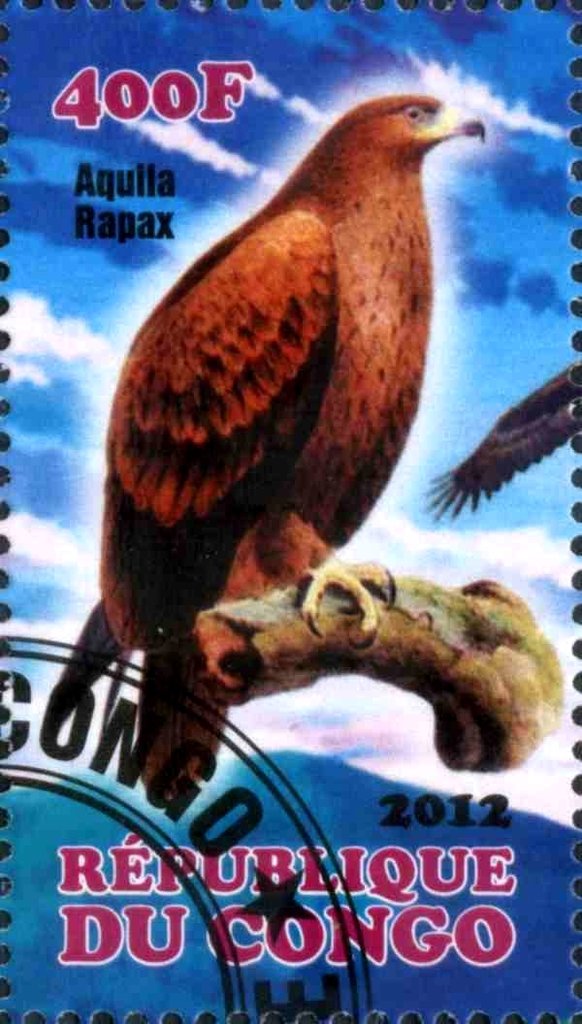 Aquila Rapax