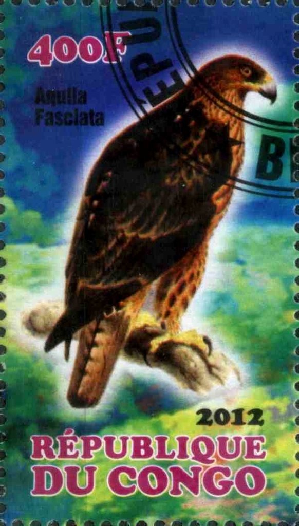 Aquila Fasciata