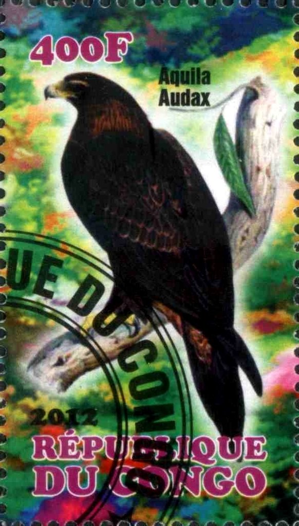 Aquila Audax