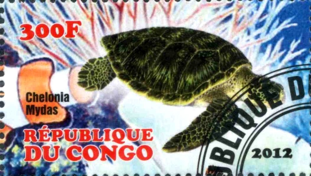 Chelonia Mydas