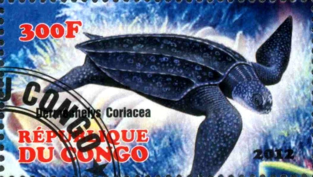 Dermochelys Coriacea